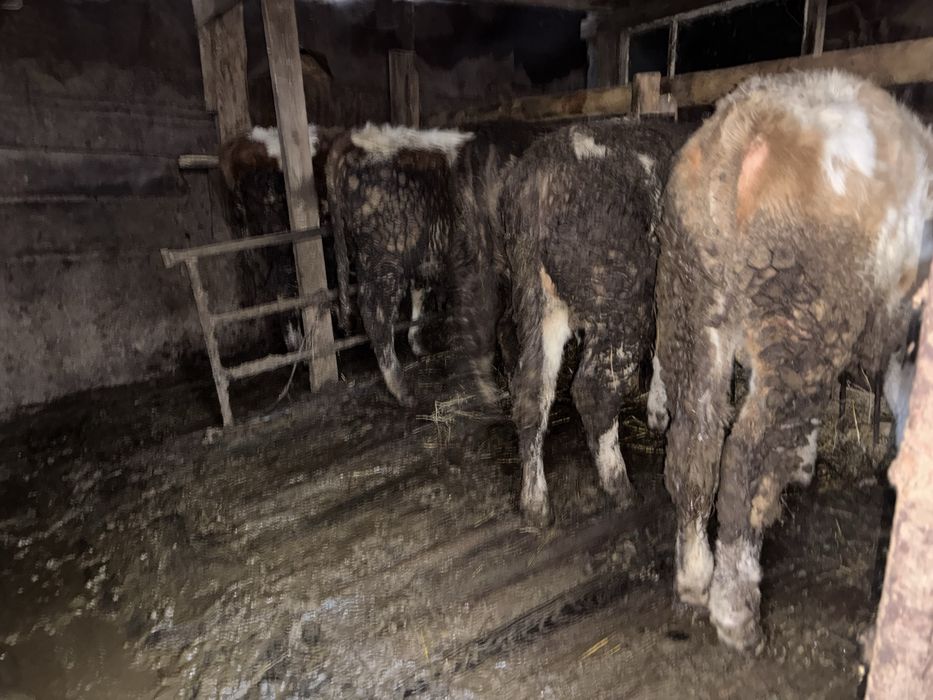 Продам бычков 4 головы Белес ауылында