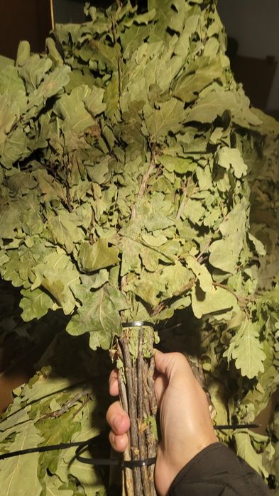 Дубовые веники душистые для бани