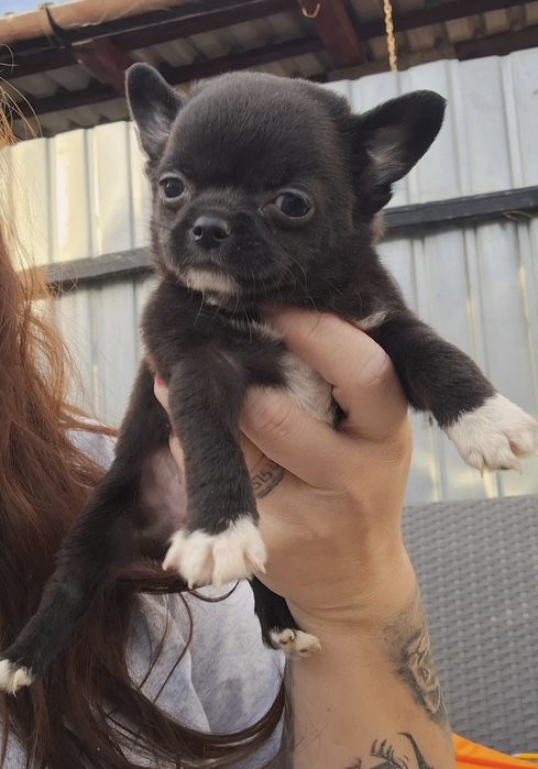 Chihuahua baiat mini  .cu acte