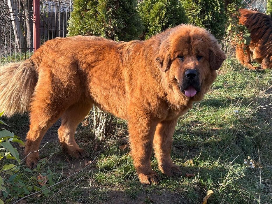 Femelă Mastif tibetan-10 luni