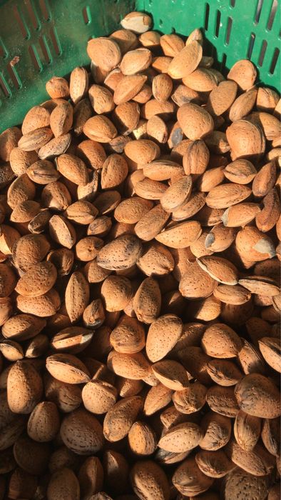 Migdale bio in coaja productie 2025