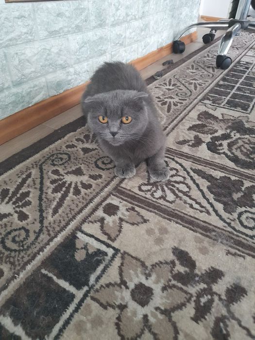 Mushuk sotaman skottish fold