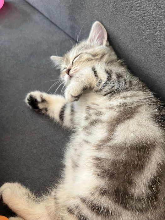 Шотланский кошка