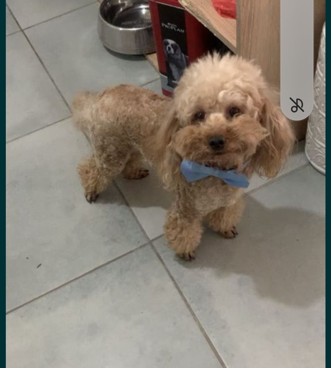 Пудел той Poodle toy с родословие  мъжко