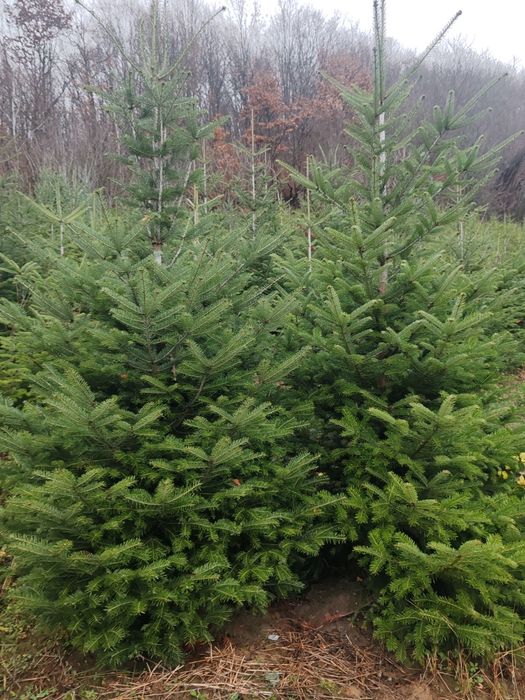 Brad de crăciun 45 lei