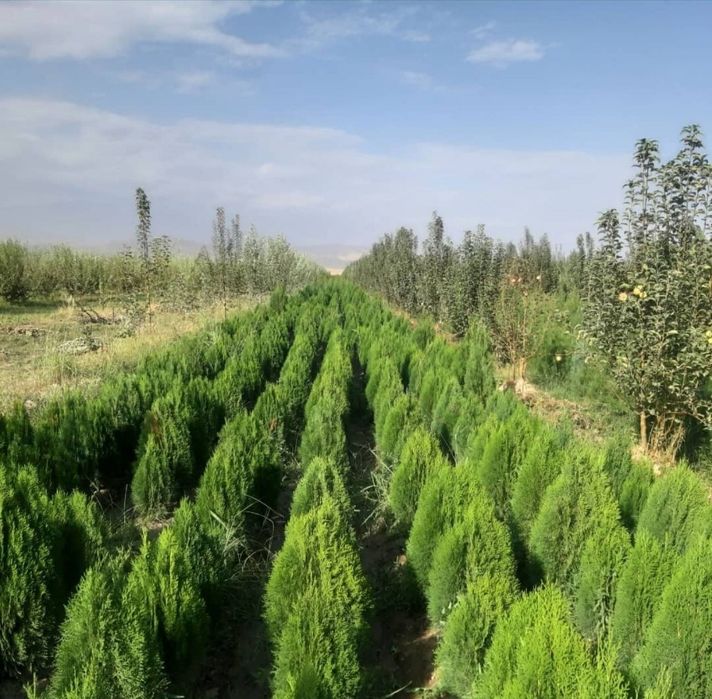 Туй туя саженцы акция