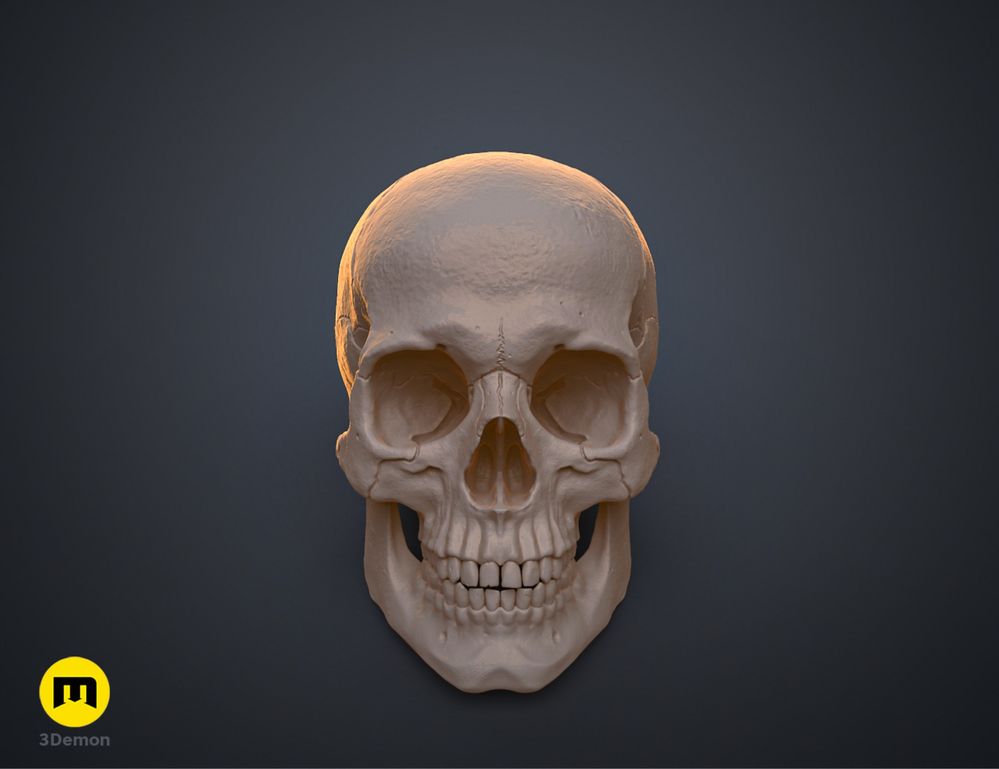 Craniu Uman Anatomic Corect
