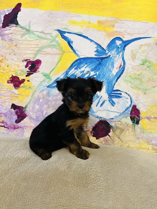 Yorkshire terrier rasa pura