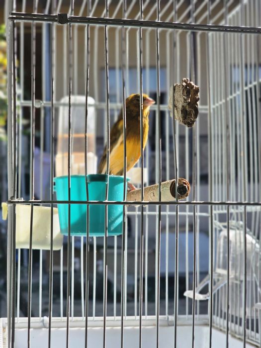 Канарейка срочно продаётся