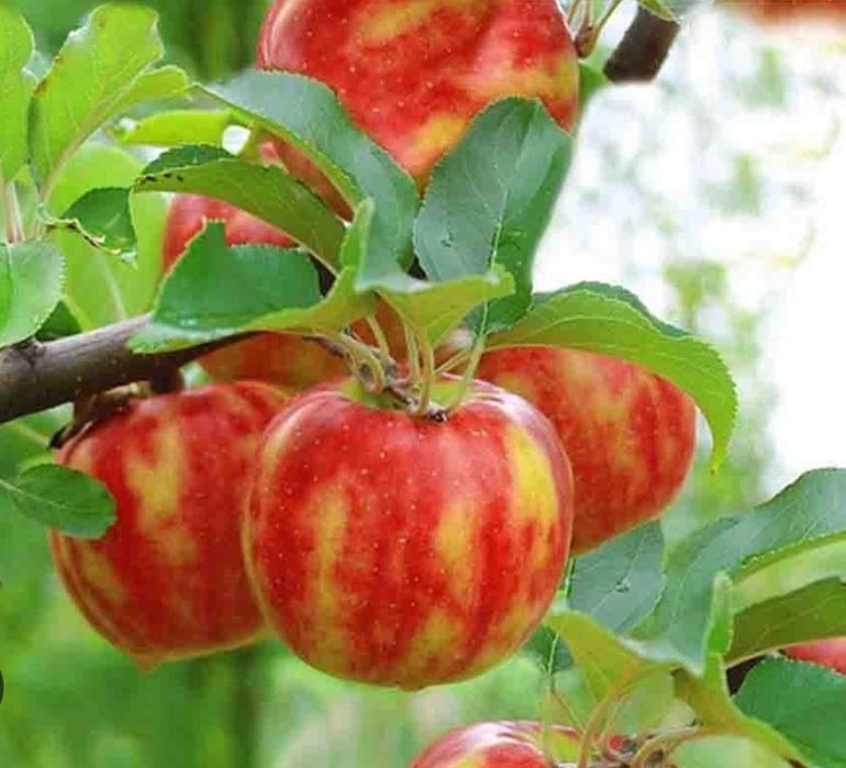 Pomi fructiferi deosebiți [rari ] soiuri de mar