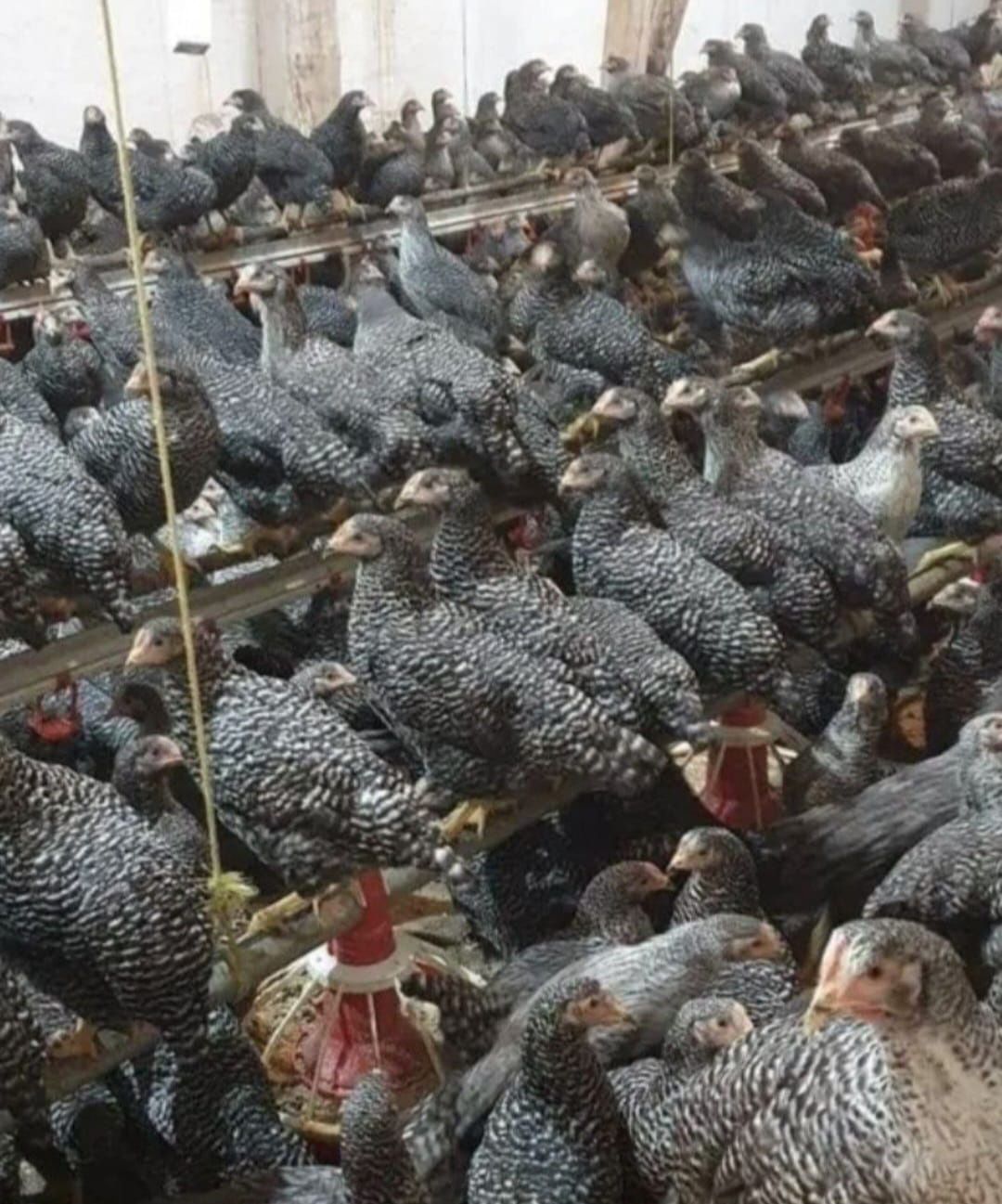 Pui rasă mixtă și pui alb de carne