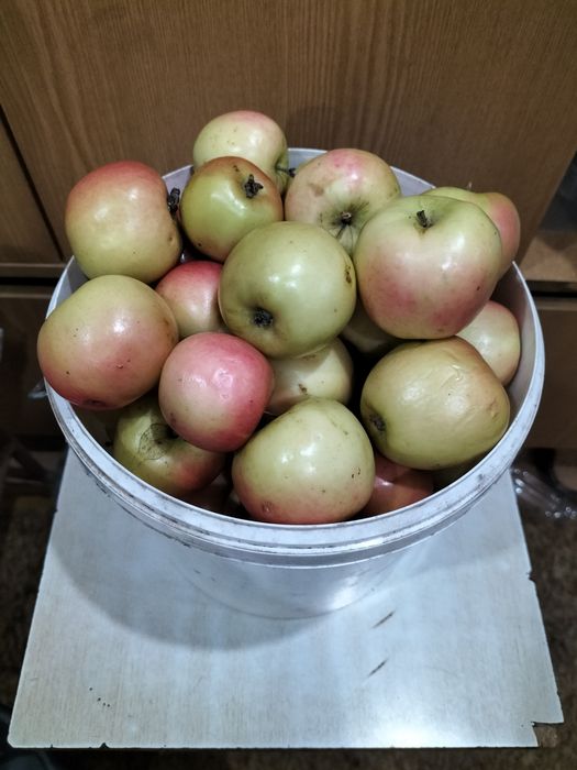 Продам   яблочки