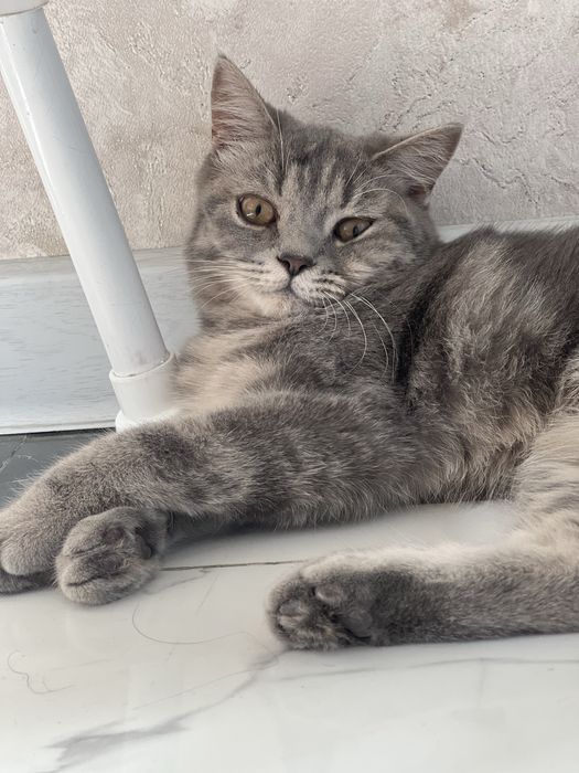 Scotish koshka dlya doma