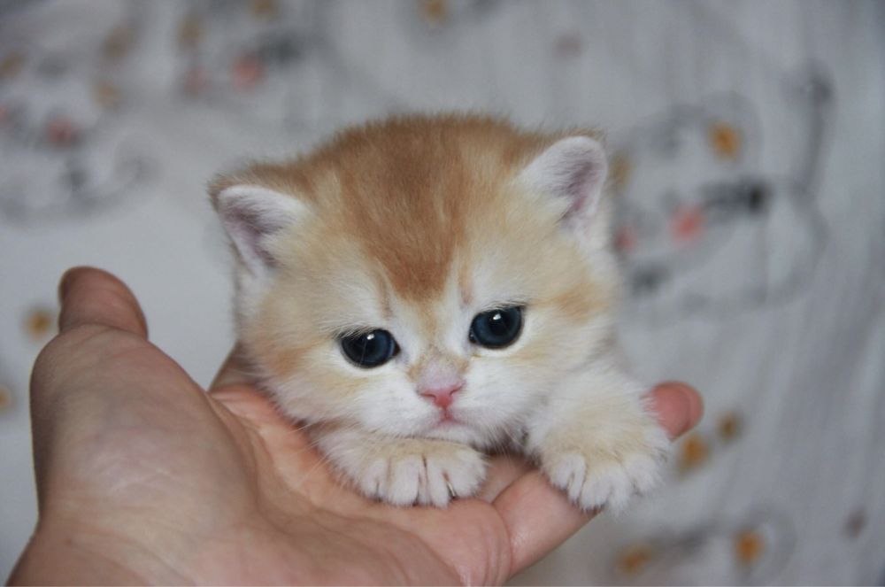 Продажа золото шиншиллы котят!