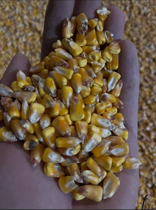 Porumb boabe recolta 2025