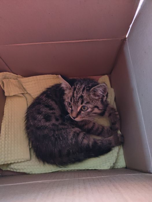 Отдам котёнка в добрые руки