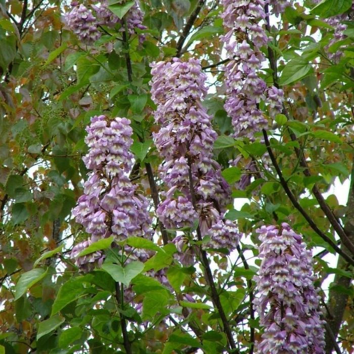 Paulownia tomentosa -Arborele printesei