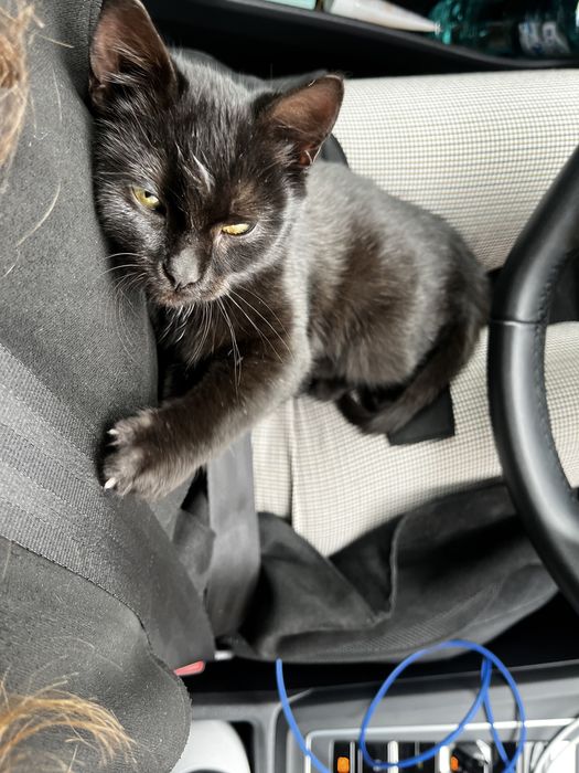 Ofer spre adopție pisicuță salvată