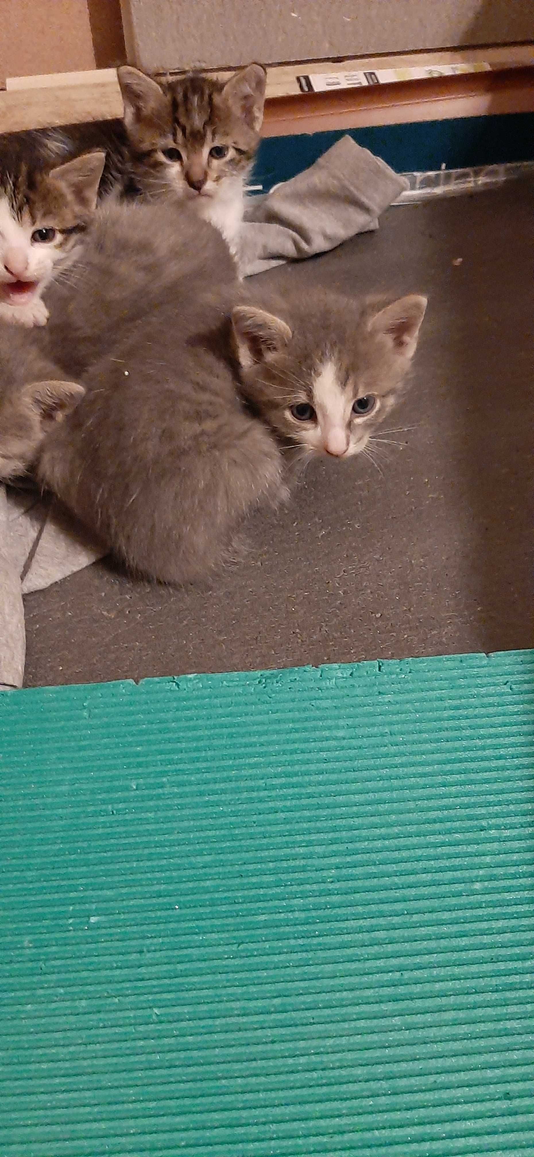 Подарявам малки котета  на 1 м