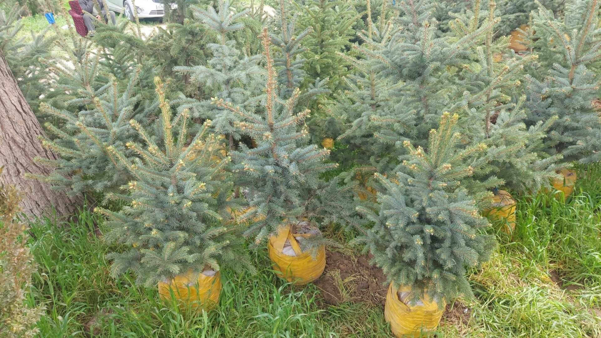 Голубой ел арчалари оптом нархларда