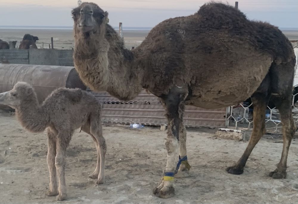 Туйе шұбаты және түйе сүті сатылады 900 тенге