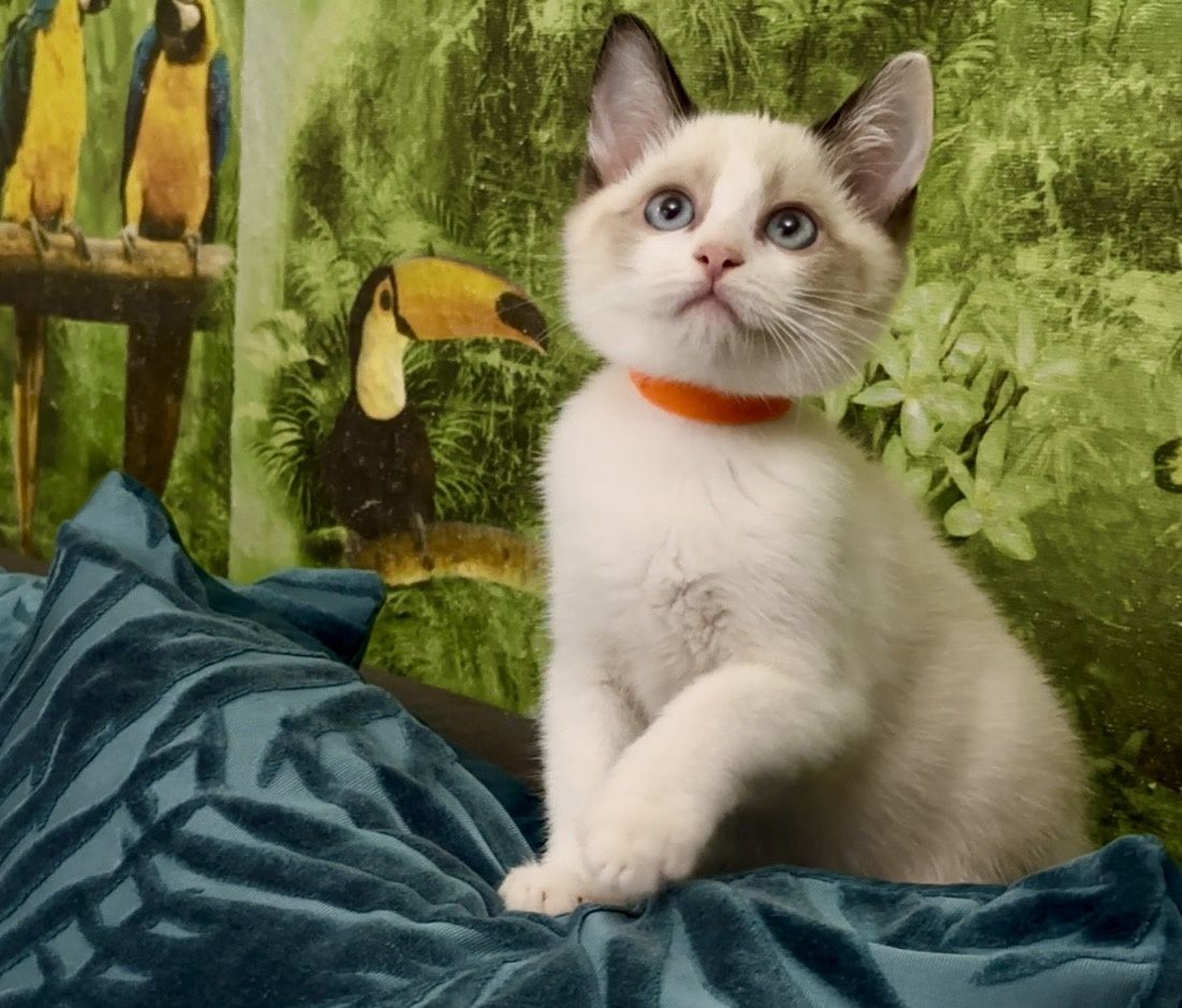 Рагдол/ Регдол  Ragdoll/Regdoll