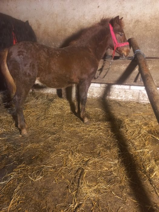 Vând cârlan de 5 luni forte frumos