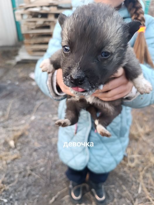 Отдам даром в хорошие руки