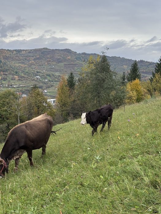 Vând vaca la prima fătare