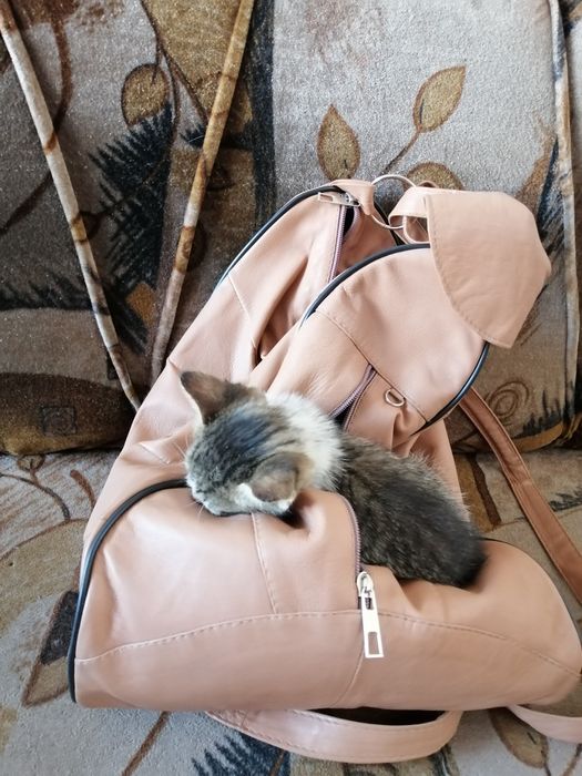 Котенца на 2 месеца