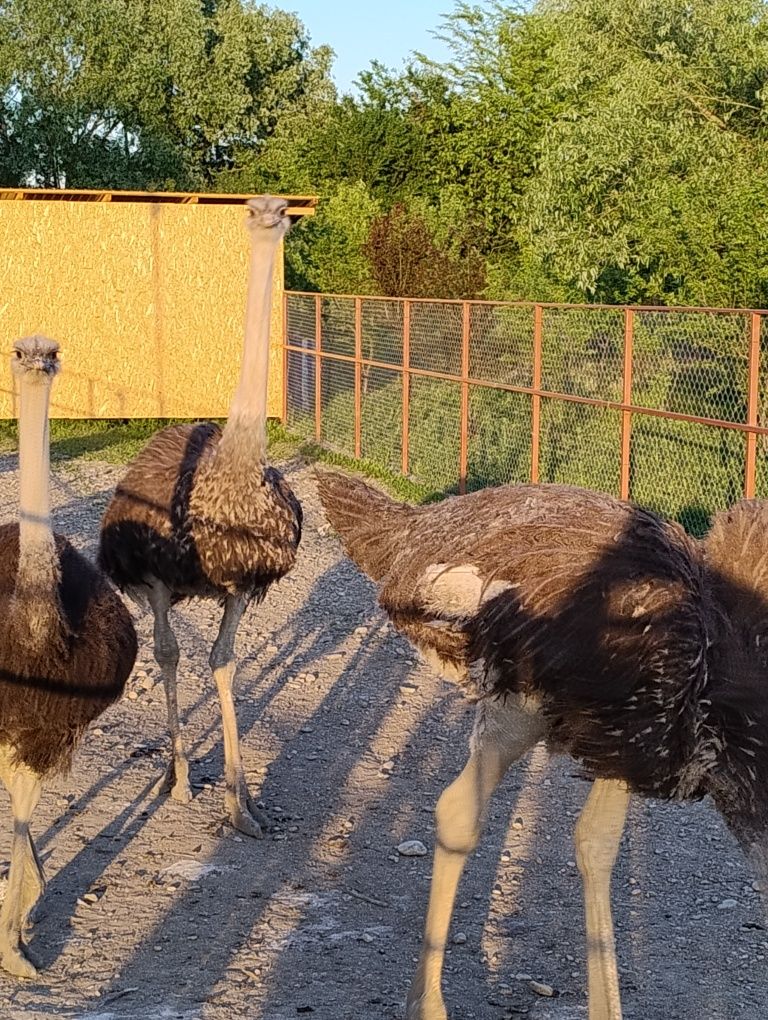 Vând pui de struț 7luni și 10luni