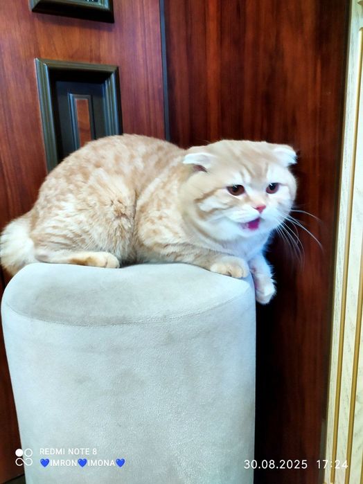 Skotish fold o'g'il bola 3 yosh toza qon opiti bor bolani zor beradi