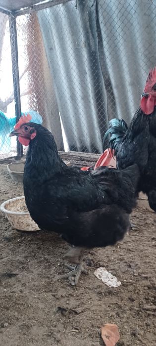 Qora Shahzoda tuhumlari va jojalari