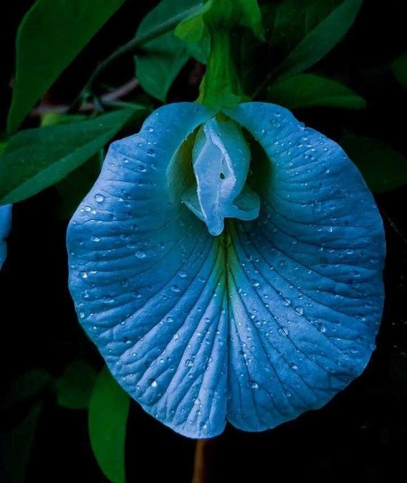 Клитория Тернатея Пеперуден Син Чай Очи Нервна Сист. Clitoria Ternatea