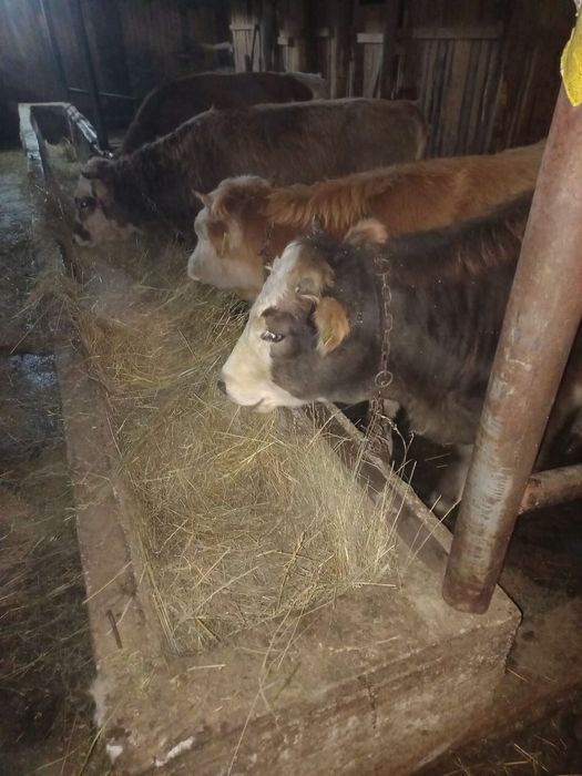 Vand vitele baltate .