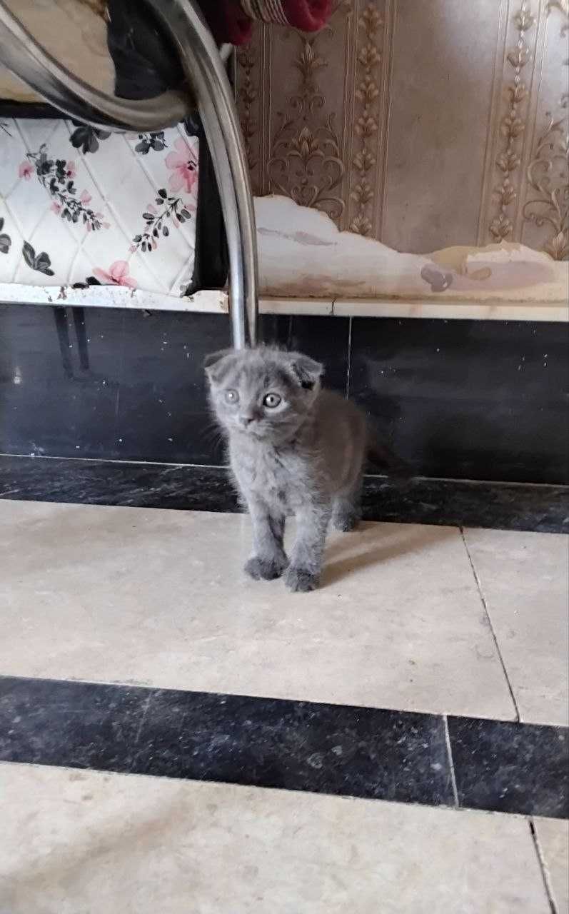 Продаются котята