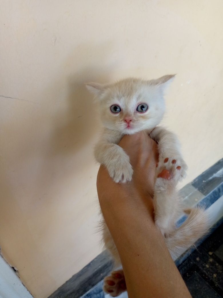 Страт и фольд котёнки