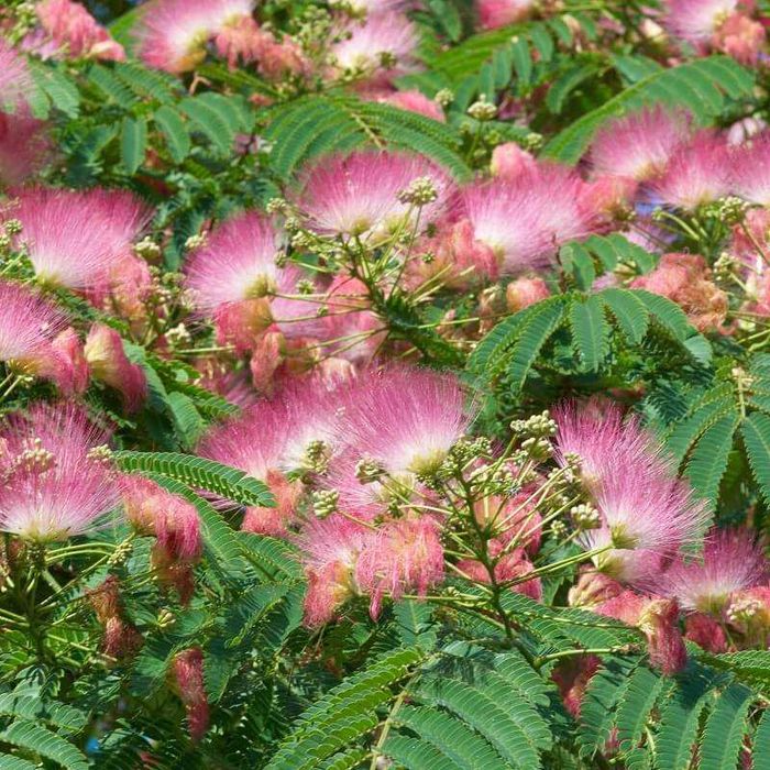 Albizia verde floare roz si Albizia summer Chocolate