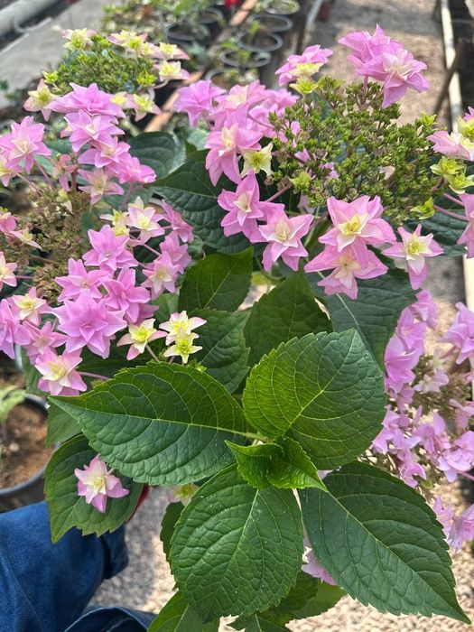 Продаем гортензии в горшках – напрямую с плантации! 

Ищете красивые