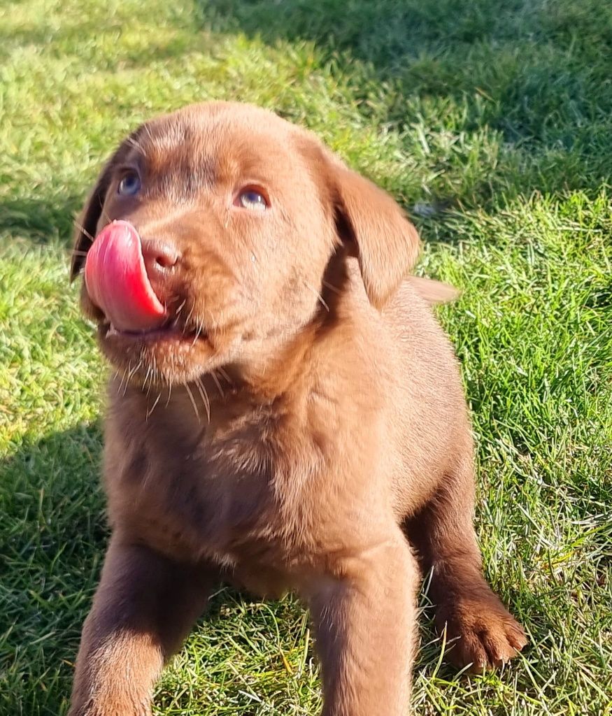Labrador ciocolatiu