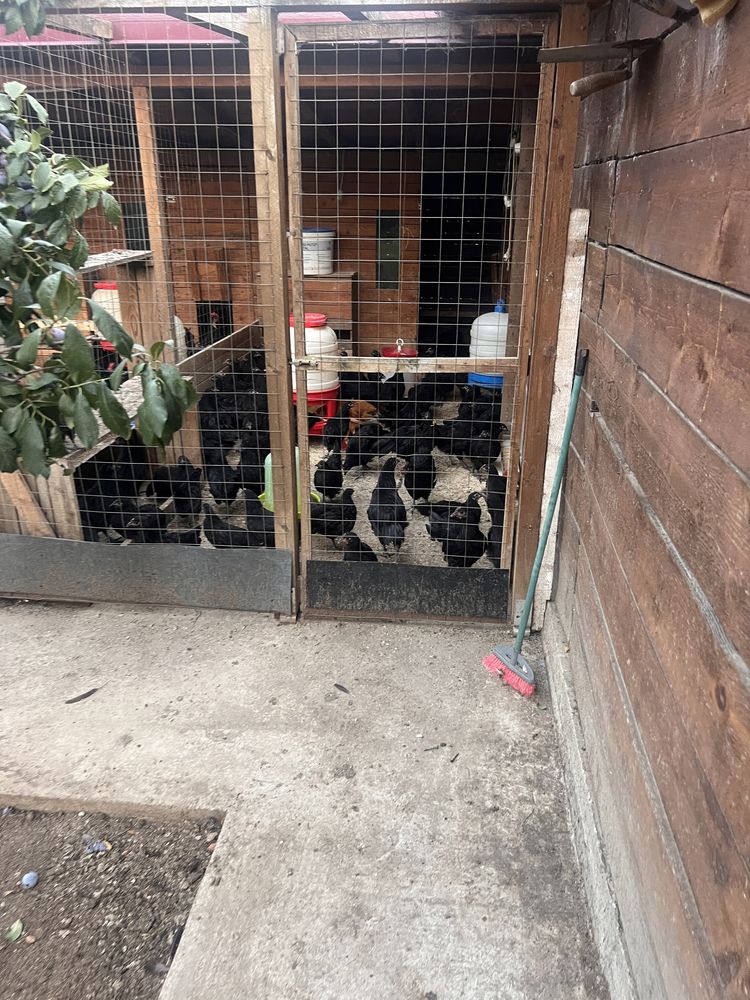 Gaini Australorp Negru