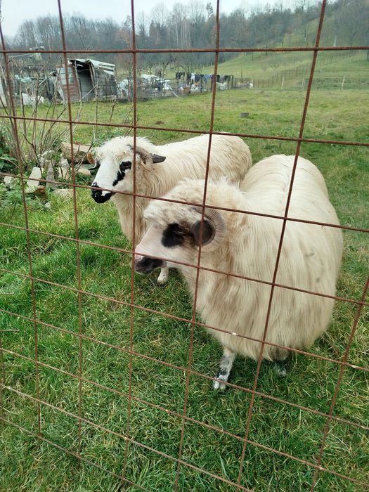 Cămărzana   Oi   și Capre de vânzare.
