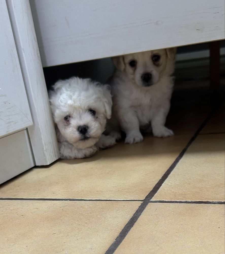 Bichon maltez mini mascul