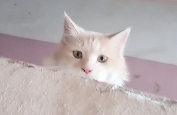 Qiz 1,2 yosh angarskiy parada yaxshi qollarga topshira man