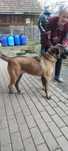 donez câine mascul malinois