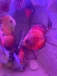 Cichlide Americane Discus