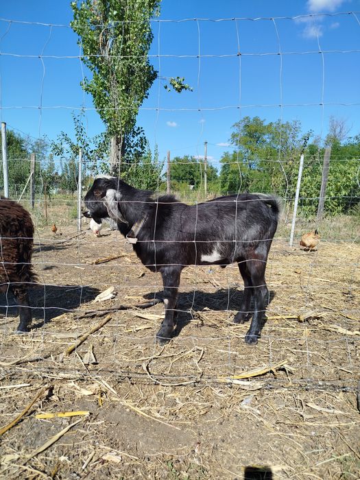 Piese unice la preț redus