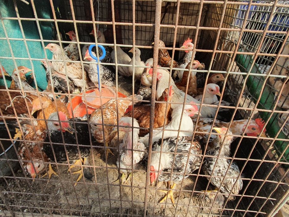 Gaini pitice de casa