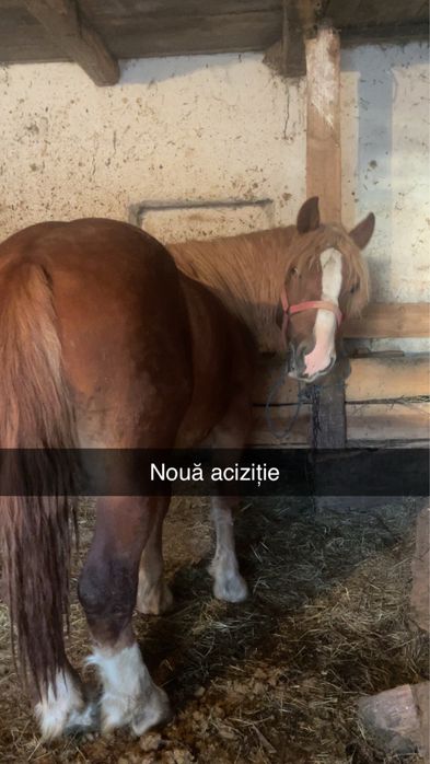 Vand 2 iepe si 2 mânji