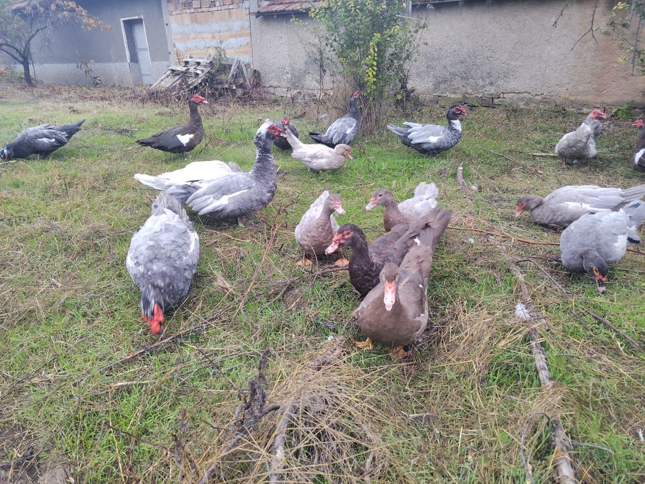 Неми патици малки и големи